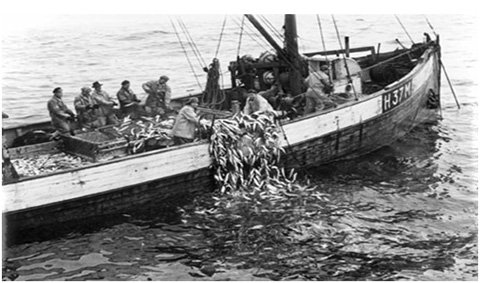 holandsk garnfisker